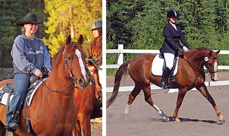 northern lights, aurora borealis, yukon horse, modern Equus, 