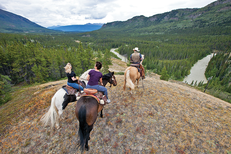 northern lights, aurora borealis, yukon horse, modern Equus, 