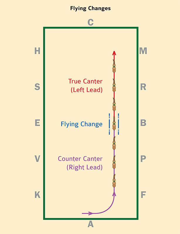 crooked flying change dressage, straight flying change dressage, flying change dressage, dressage change lead, flying lead change, balance flying change, rhythm flying change, uphill flying change, Sandra Verda