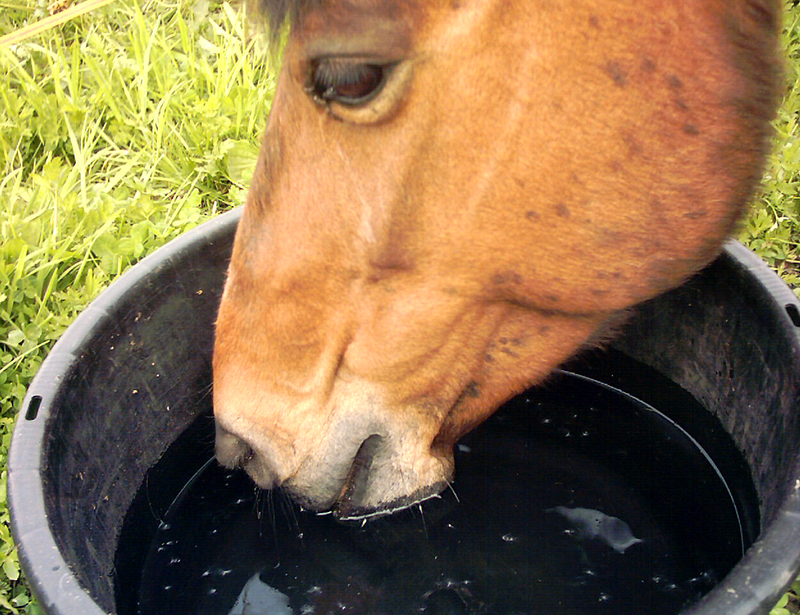 Shelagh Niblock, Optimizing equine Metabolism, equine energy metabolism, equine Foregut digestion, equine hindgut digestion, optimizing energy metabolism, equine feed processing pelleting extrusion, Hi-Pro Feeds, horse care