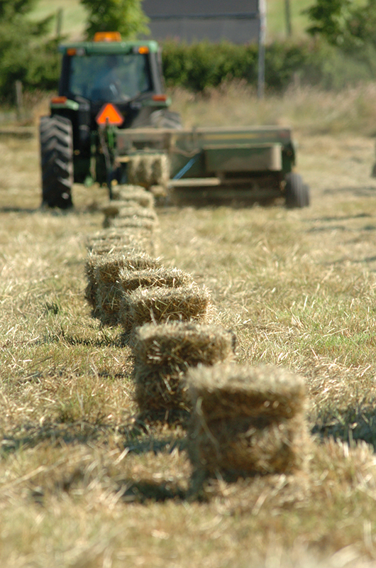 hay storage, minimize hay moisiture, hay stacking Schemes, indoor hay storage, track hay temperature, square hay bales, hay storage sites 