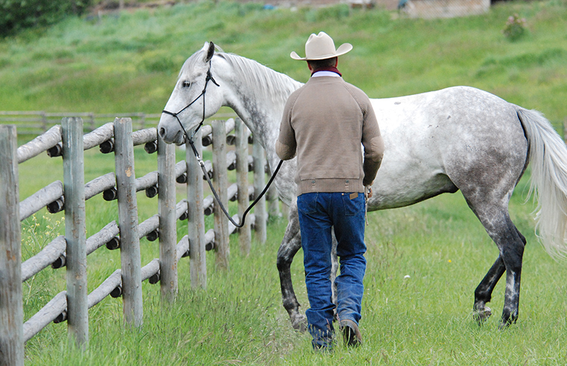 Jonathan Field, horse riding sideways, horse yoga, lateral equine exercises, half pass at trot, lateral equine exercises along fence, lateral equine exercises without fence, lateral equine exercises touching ribs, Jonathan Field Horsemanship