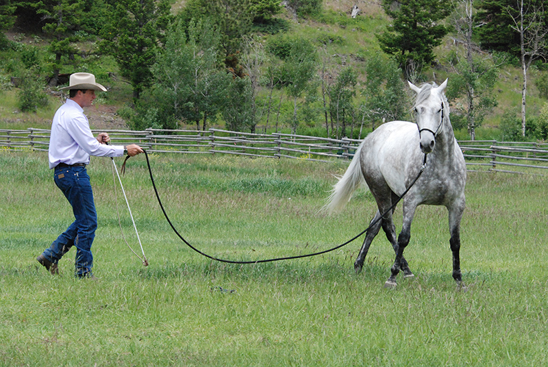 Jonathan Field, horse riding sideways, horse yoga, lateral equine exercises, half pass at trot, lateral equine exercises along fence, lateral equine exercises without fence, lateral equine exercises touching ribs, Jonathan Field Horsemanship