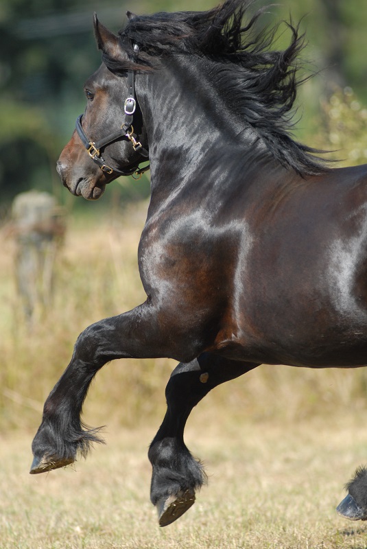 Hans Wiza, good horse hooves vs bad horse hooves, horse care, horse health, equine coronary band, equine canon bone, hoof cracking, hoof flaking, hoof splitting, hoof bending, hoof folding, trimming horse hooves, equine pastern