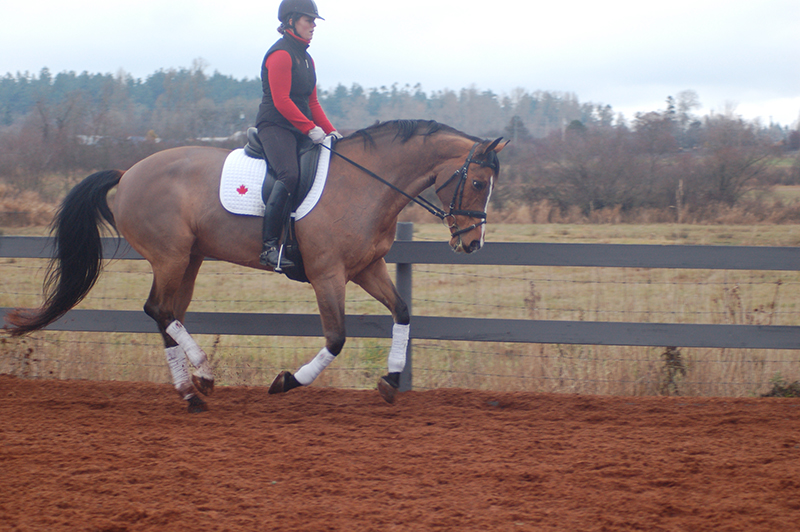 starting out right horse foot, nancy tapley, horse warm-up, Karen brain, horse riding technique, horse training 