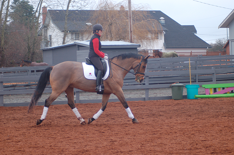 starting out right horse foot, nancy tapley, horse warm-up, Karen brain, horse riding technique, horse training 