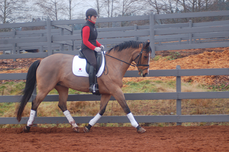 starting out right horse foot, nancy tapley, horse warm-up, Karen brain, horse riding technique, horse training, Shannon Dueck, horse leg yield, equine leg yield, horse leg yield circle, hunter jumper exercises, Leg-Yielding Out Circle