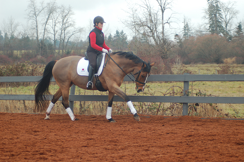 starting out right horse foot, nancy tapley, horse warm-up, Karen brain, horse riding technique, horse training 