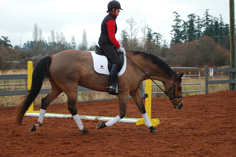 starting out right horse foot, nancy tapley, horse warm-up, Karen brain, horse riding technique, horse training 