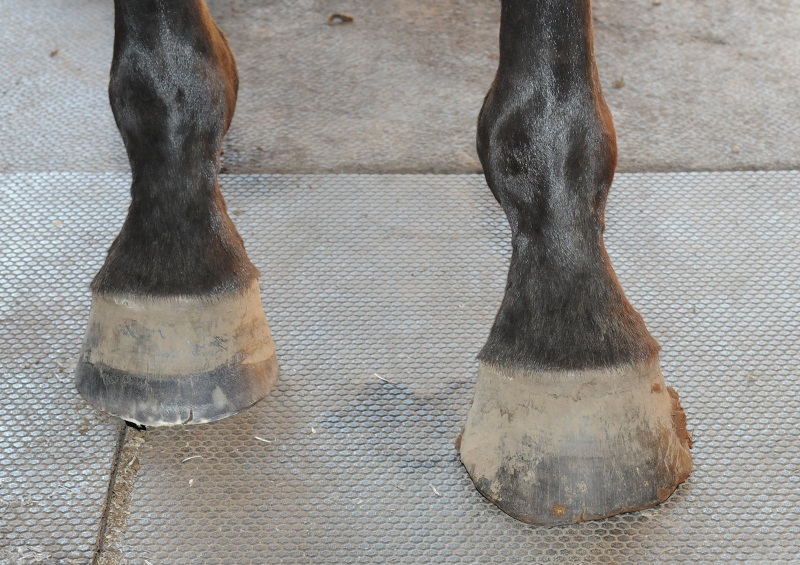 Hans Wiza, good horse hooves vs bad horse hooves, horse care, horse health, equine coronary band, equine canon bone, hoof cracking, hoof flaking, hoof splitting, hoof bending, hoof folding, trimming horse hooves, equine pastern