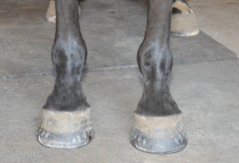 Hans Wiza, good horse hooves vs bad horse hooves, horse care, horse health, equine coronary band, equine canon bone, hoof cracking, hoof flaking, hoof splitting, hoof bending, hoof folding, trimming horse hooves, equine pastern