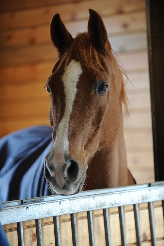 Horse owner's vacation checklist, horse care, equine care, horse worries, keep horses safe while you vacation