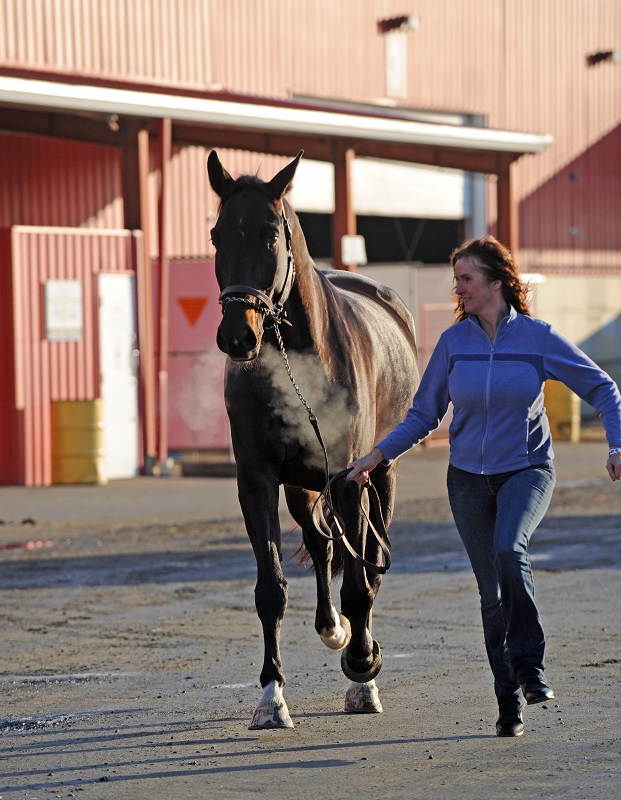 Suspensory Ligament Injuries horse, Suspensory Ligament Injuries horse treatment, equine cannon bone, Horse Care Equine Health Suspensory Ligament Injury Lameness, Suspensory Ligament Diagnosis, Peri-ligamentous Injections, Shock Wave Therapy, Ligamentous Injections, equine Desmoplasty, equine Fasciotomy, horse care