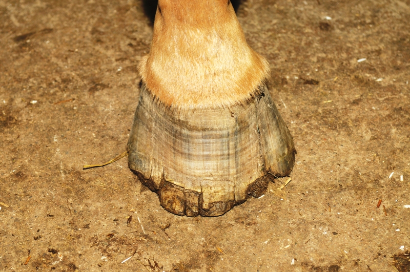 Hans Wiza, good horse hooves vs bad horse hooves, horse care, horse health, equine coronary band, equine canon bone, hoof cracking, hoof flaking, hoof splitting, hoof bending, hoof folding, trimming horse hooves, equine pastern