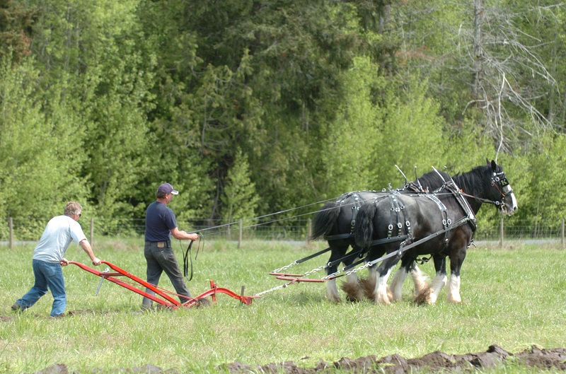 Soul of Canada, draft horses, history draft horse, four-wheeled pull-grader, Mechanical Workhorses, Horse breeding programs, history Clydesdale horse, horse logging history, Canadian horse history, Belgian horse, history percheron horse