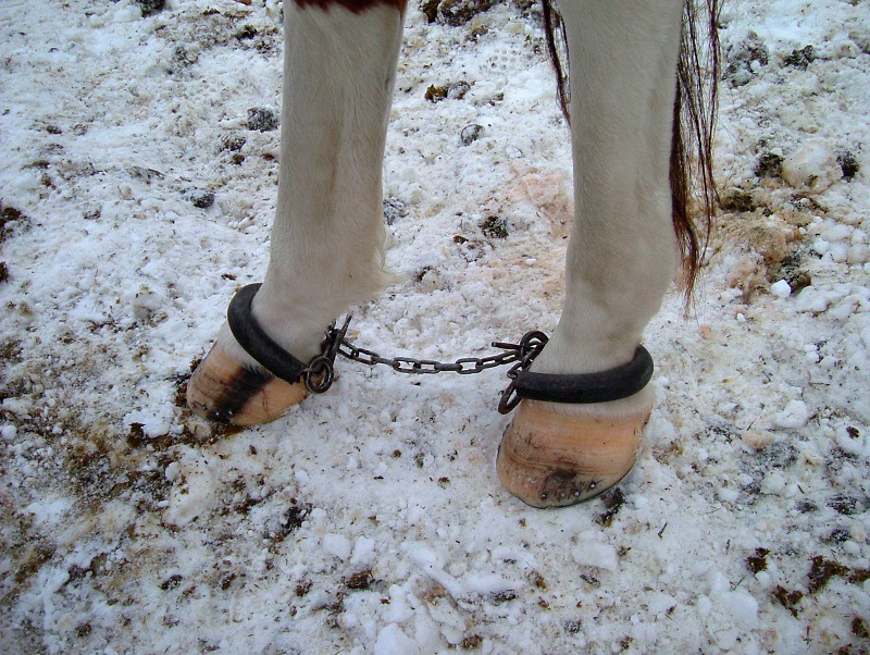 Stan Walchuk Jr, horse wrangling, equine hobbles, horse hobbles, picket rope, horse bells, horse tail tying, equine wrangling