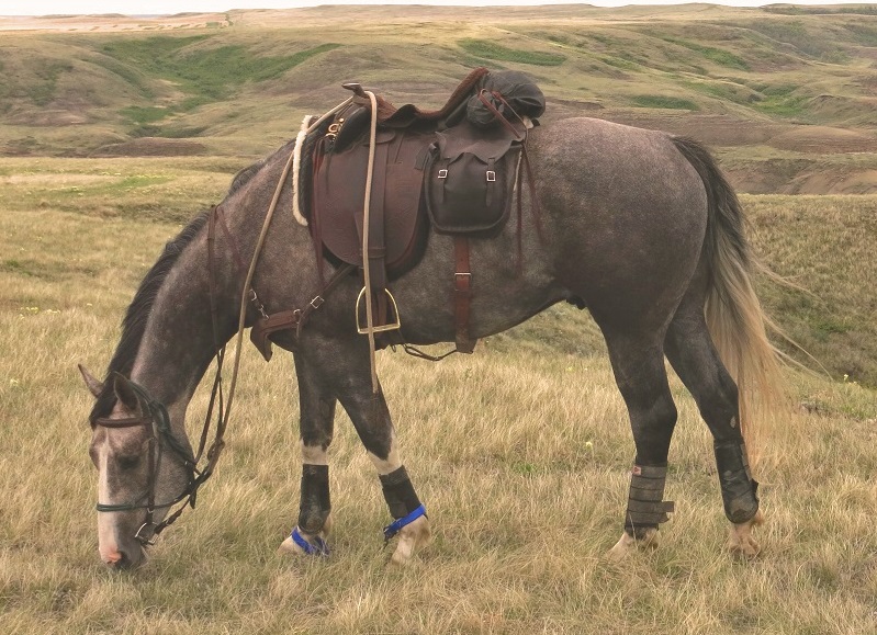 Grasslands National Park, horse trail, trail riding, saskatchewan trail riding, prairie trail riding, horse camping