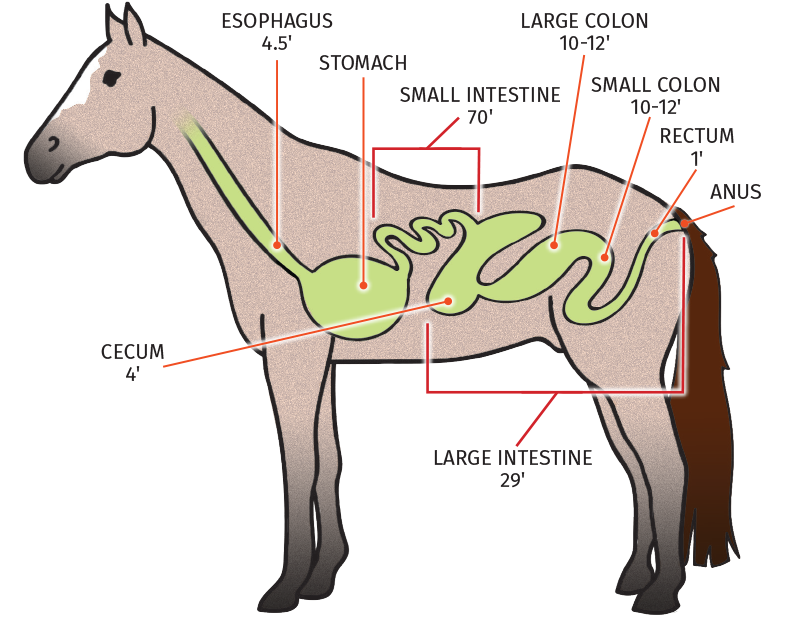 Equine digestive tract, horse digestive system, Kentucky Equine Research, equine esophagus, equine fluid absorption, horse care, equine stomach, horse stomach, equine digestion