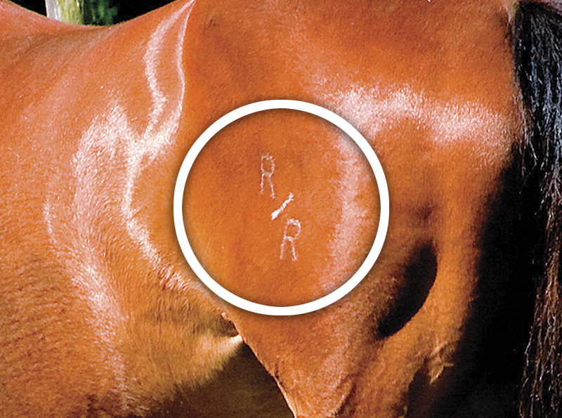 Phedras de Blondel, how to secure horse farm, horse theft, horse slaughter, horse thief, Grand Prix rider Deborah Stephens, 12-year-old CSI**** level show jumper Phedras de Blondel, Harold Metcalfe, Debi Metcalfe, protect your horse, horse meat