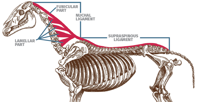 sticking the landing showjumping, sidonia mcIntyre, bascule phase horse jump, Federico Caprilli, Caprilli Method, equine kissing spine