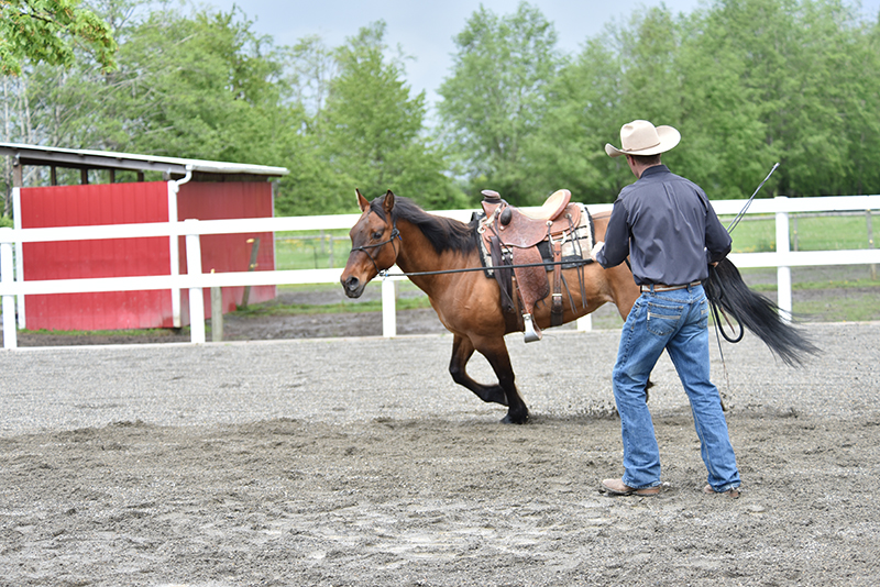 Jonathan Field, how to stop horse bucking, why is horse bucking, horse won't canter trot, groundwork for horse