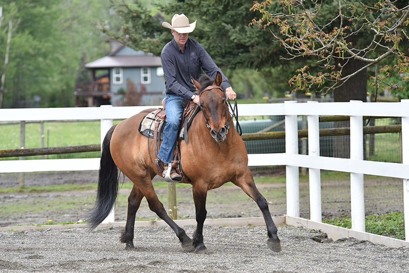 Jonathan Field, how to stop horse bucking, why is horse bucking, horse won't canter trot, groundwork for horse