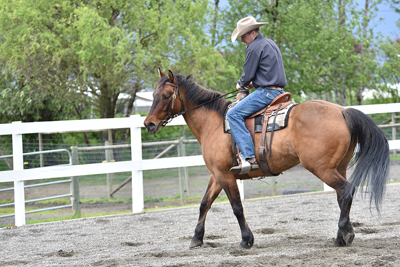 Jonathan Field, how to stop horse bucking, why is horse bucking, horse won't canter trot, groundwork for horse