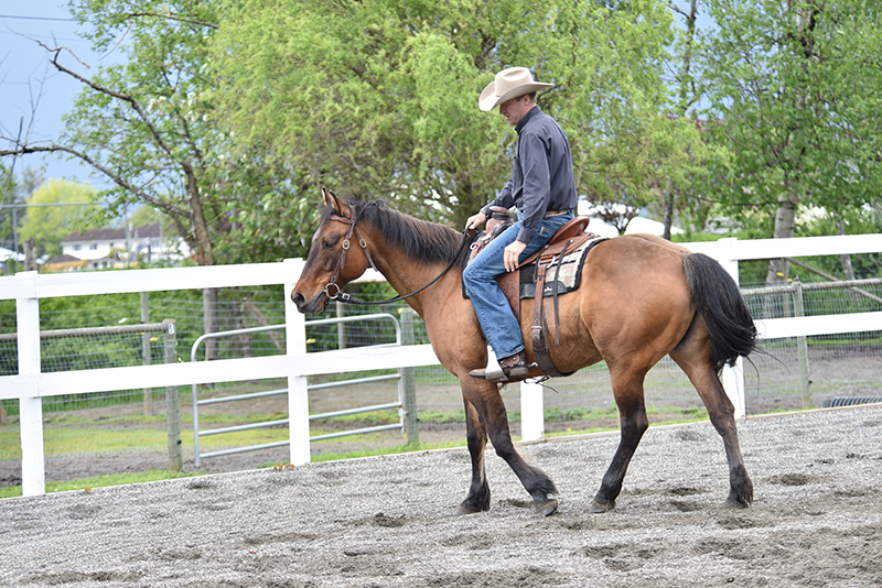 Jonathan Field, how to stop horse bucking, why is horse bucking, horse won't canter trot, groundwork for horse