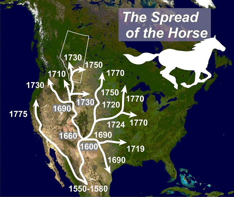 Horse Changed West, Todd Kristensen, Jack Brink, horse extinction in Alberta Canada, palaeontology, horse history Canada, history horses in canada, Mexican horse, Equus conversidens, domestic horse alberta canada