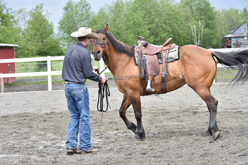 Jonathan Field, how to stop horse bucking, why is horse bucking, horse won't canter trot, groundwork for horse