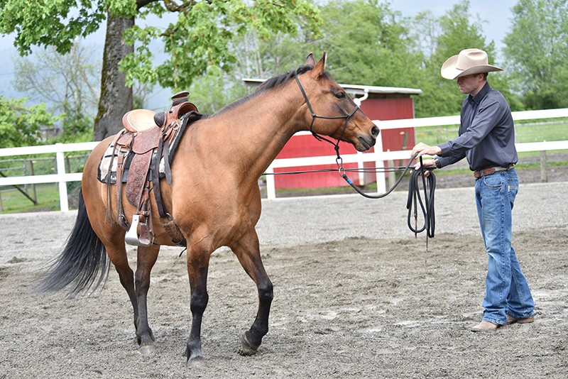 Jonathan Field, how to stop horse bucking, why is horse bucking, horse won't canter trot, groundwork for horse