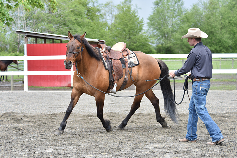 Jonathan Field, how to stop horse bucking, why is horse bucking, horse won't canter trot, groundwork for horse