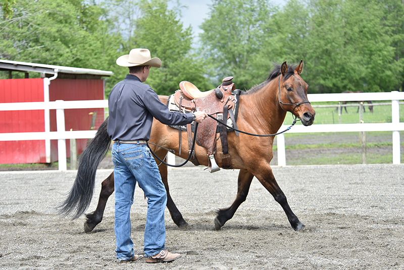 Jonathan Field, how to stop horse bucking, why is horse bucking, horse won't canter trot, groundwork for horse