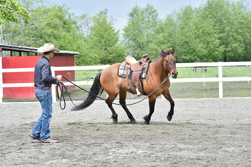 Jonathan Field, how to stop horse bucking, why is horse bucking, horse won't canter trot, groundwork for horse