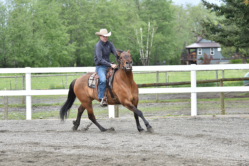 Jonathan Field, how to stop horse bucking, why is horse bucking, horse won't canter trot, groundwork for horse