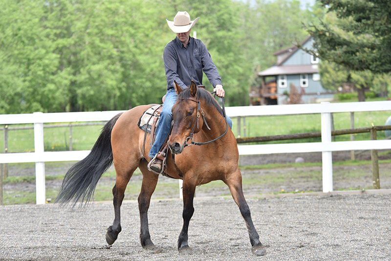 Jonathan Field, how to stop horse bucking, why is horse bucking, horse won't canter trot, groundwork for horse