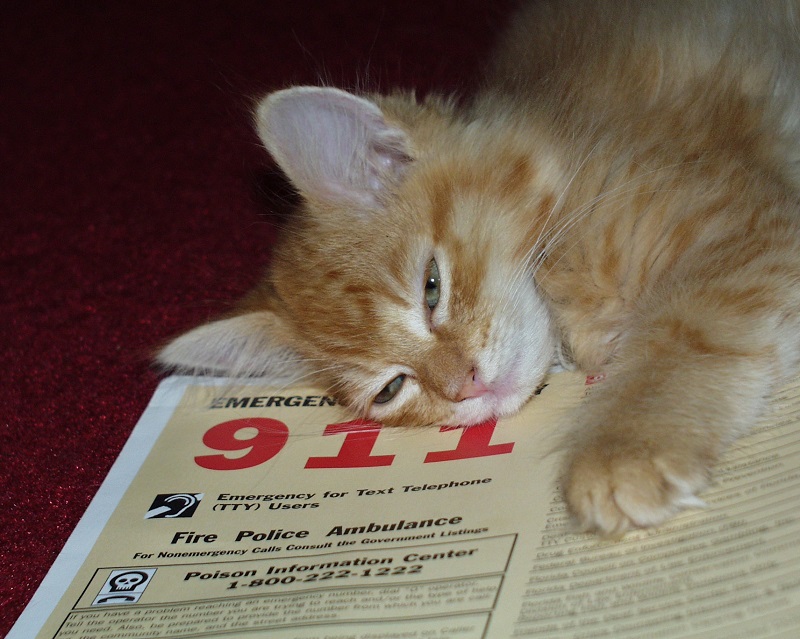 wildfire prepared, flood prepared, earthquake prepared, Fort McMurray fire, emergency evacuation, natural disasters, emergency preparedness plan, returning home after natural disaster, horse ID, horse safety