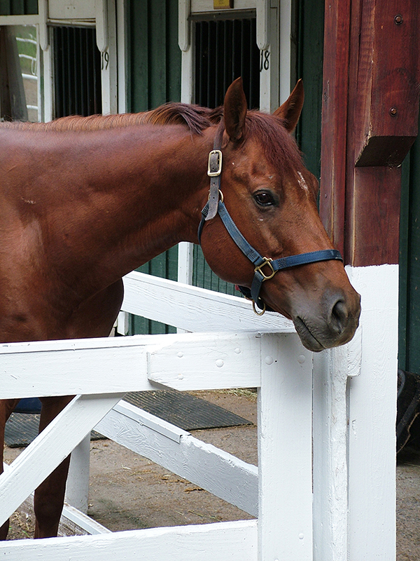 Hore boarding Barn, choosing horse barn, choosing horse stable, how pick horse barn, how choose horse stable, horse barn security, horse boarding contract