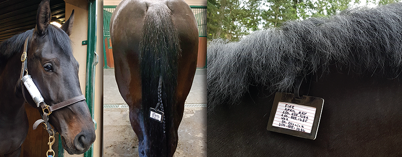 wildfire prepared, flood prepared, earthquake prepared, Fort McMurray fire, emergency evacuation, natural disasters, emergency preparedness plan, returning home after natural disaster, horse ID, horse safety