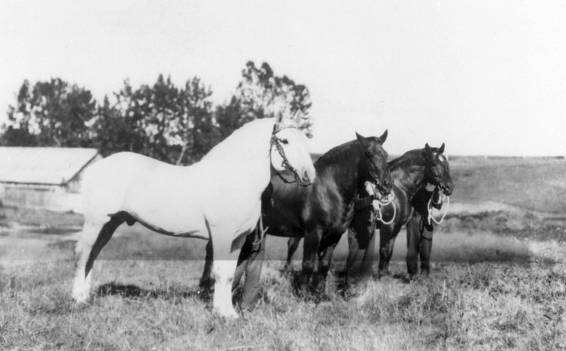 Soul of Canada, draft horses, history draft horse, four-wheeled pull-grader, Mechanical Workhorses, Horse breeding programs, history Clydesdale horse, horse logging history, Canadian horse history, Belgian horse, history percheron horse