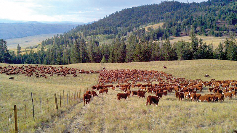 Canadian Ranching Heritage, Margaret Evans, cattle ranching, Cariboo gold rush 1858, Alkali Lake Ranch, Eddie Bambrick, Douglas Lake Ranch, Gang Ranch, Lord Aberdeen, Bar U Ranch, John Ware, Captain Charles Augustus Lyndon
