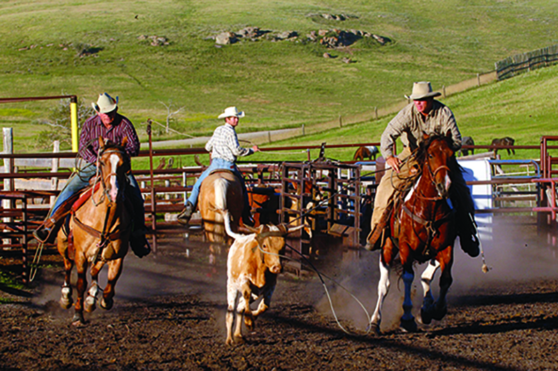 Canadian Ranching Heritage, Margaret Evans, cattle ranching, Cariboo gold rush 1858, Alkali Lake Ranch, Eddie Bambrick, Douglas Lake Ranch, Gang Ranch, Lord Aberdeen, Bar U Ranch, John Ware, Captain Charles Augustus Lyndon