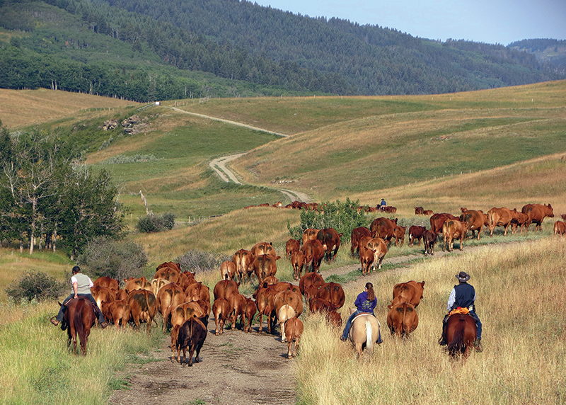 Canadian Ranching Heritage, Margaret Evans, cattle ranching, Cariboo gold rush 1858, Alkali Lake Ranch, Eddie Bambrick, Douglas Lake Ranch, Gang Ranch, Lord Aberdeen, Bar U Ranch, John Ware, Captain Charles Augustus Lyndon