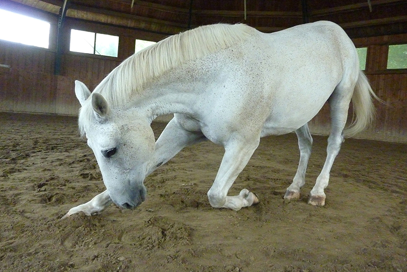 injured horse, trick training horse, non-riding horse activities, teaching horse manners, jonathan field, how to handwalk a horse