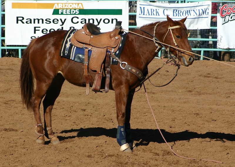 jochen schleese saddle fitting, difference between western saddle versus english saddle, saddle fitting western, saddle fitting english