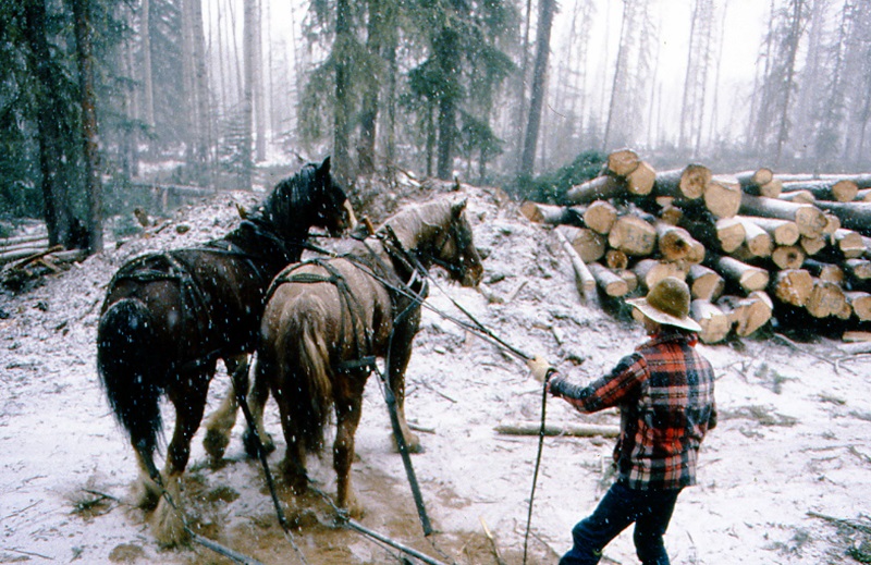 Soul of Canada, draft horses, history draft horse, four-wheeled pull-grader, Mechanical Workhorses, Horse breeding programs, history Clydesdale horse, horse logging history, Canadian horse history, Belgian horse, history percheron horse