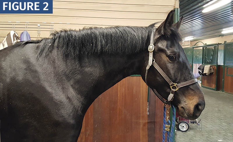 HOW TO Shorten a horse's Mane trimming horse's mane with scissors horse grooming horse mane grooming