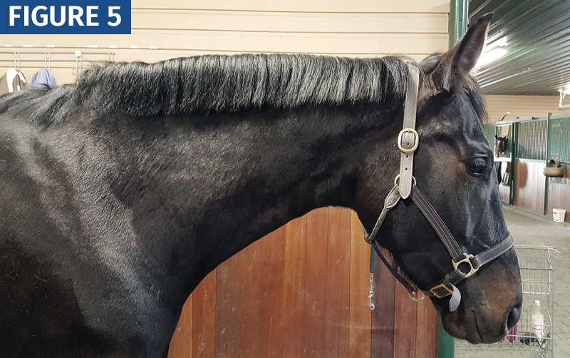 HOW TO Shorten a horse's Mane trimming horse's mane with scissors horse grooming horse mane grooming