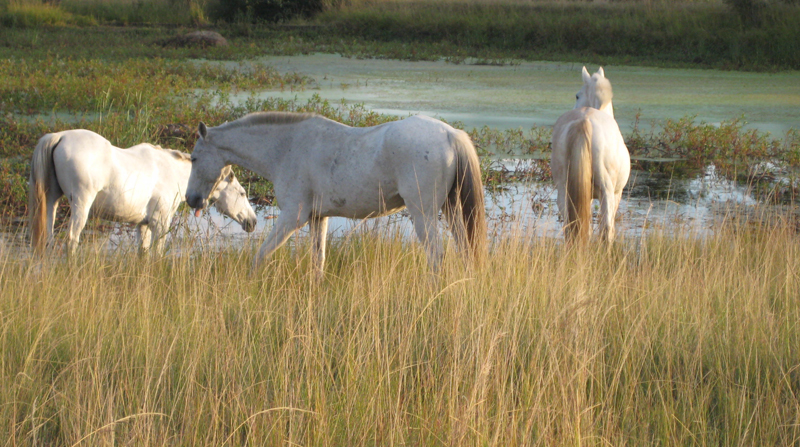Oriane Lee Johnston, Vilanculos Mozambique africa, holidays on horseback, horse riding africa, horse riding abroad, swimming horseback, Varden Safaris horseback, Mavuradonha Wilderness, african horseback