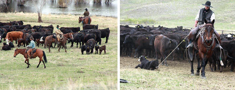 Canadian Ranching Heritage, Margaret Evans, cattle ranching, Cariboo gold rush 1858, Alkali Lake Ranch, Eddie Bambrick, Douglas Lake Ranch, Gang Ranch, Lord Aberdeen, Bar U Ranch, John Ware, Captain Charles Augustus Lyndon